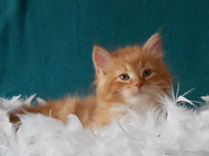 Xerxes-W8-1