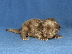 Zorro-W1-2