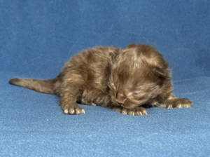 Zorro-W1-3