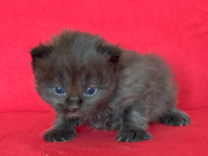Zorro-W3-3