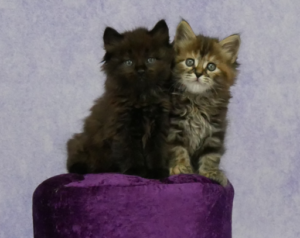 Zelda-&-Zorro-W6-1