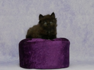 Zorro-W6-1