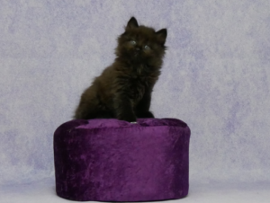 Zorro-W6-3