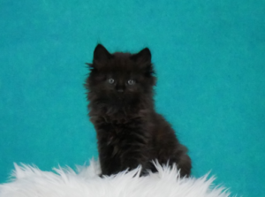 Zorro-W7-1