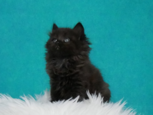 Zorro-W7-2