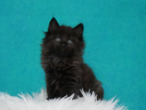 Zorro-W7-3