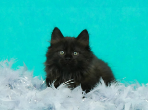 Zorro-W10-2