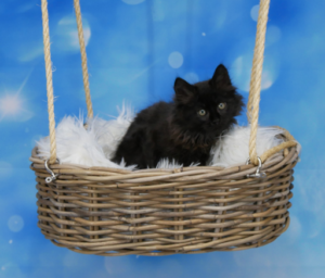 Zorro-W11-1
