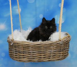 Zorro-W11-2