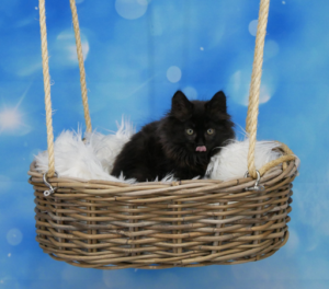 Zorro-W11-3